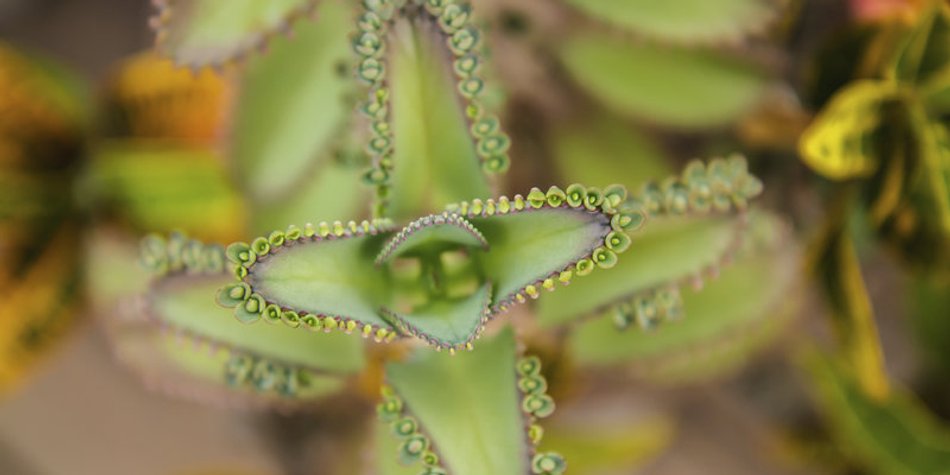 Multitalent: Bryophyllum Multitalent: Bryophyllum