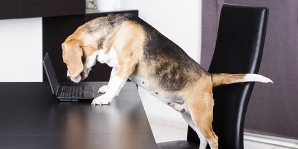 Hund im Büro: Der Chef entscheidet! Hund im Büro: Der Chef entscheidet!
