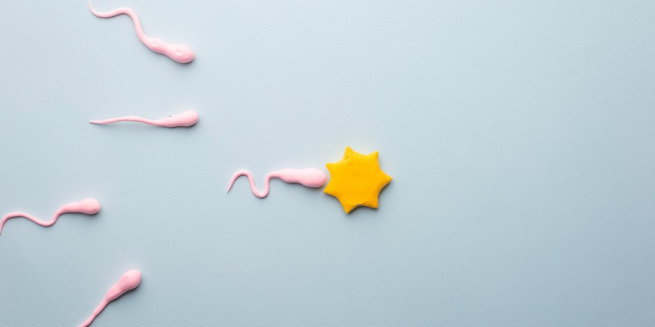 Insemination: Auflauf, Chancen & Risiken der Befruchtung im Körper Insemination: Auflauf, Chancen & Risiken der Befruchtung im Körper