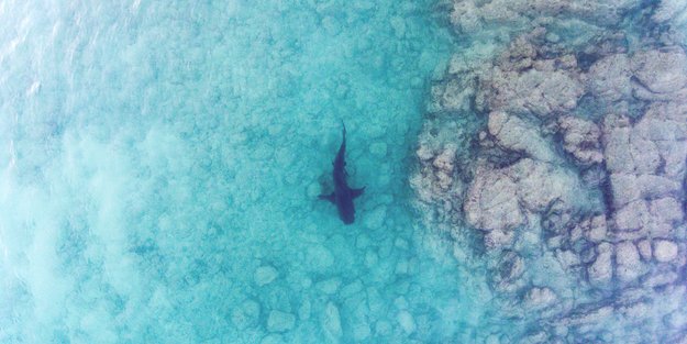 Gibt es auf Mallorca Haie? Das solltest du für deinen Urlaub wissen