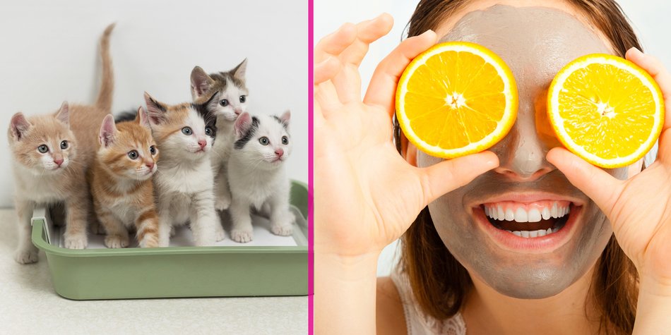 Pinterest-Trend: Katzenstreu als Gesichtsmaske? Pinterest-Trend: Katzenstreu als Gesichtsmaske?