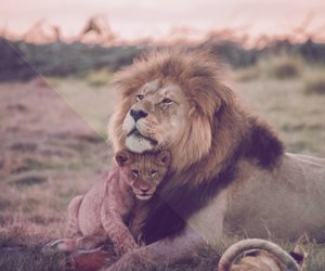 Traumdeutung Löwe: Was bedeutet ein Traum vom König der Tiere?