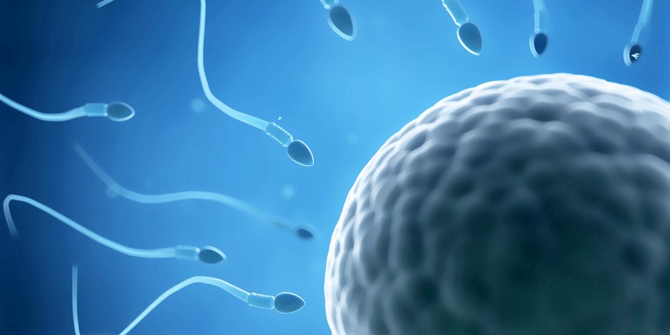 Studie: Männer produzieren weniger Spermien Studie: Männer produzieren weniger Spermien