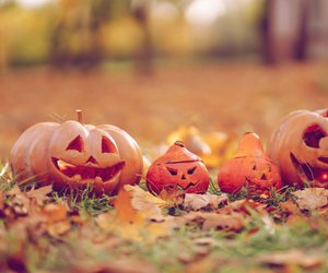 Kürbis-Schnitzen nach Vorlage: Hier gibt's alle Tipps und einfache Motive