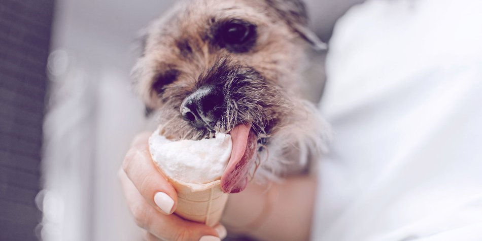 Kein Scherz: Ben & Jerry’s macht jetzt Eiscreme für Hunde Kein Scherz: Ben & Jerry’s macht jetzt Eiscreme für Hunde