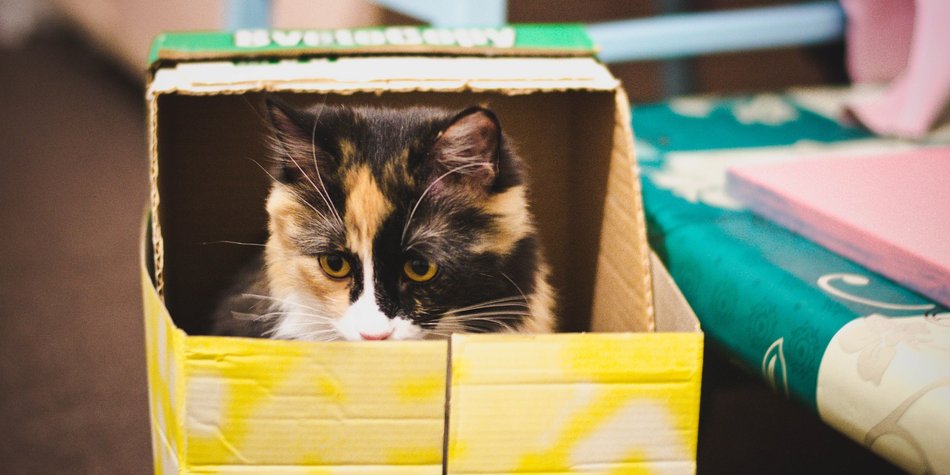 So kannst Du Deine Katze ganz schön verarschen So kannst Du Deine Katze ganz schön verarschen