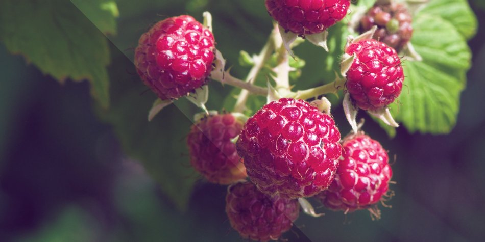 Sind Himbeeren tatsächlich so gesund? Sind Himbeeren tatsächlich so gesund?