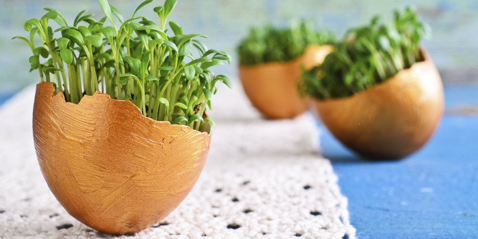Kresse – kleines Kraut ganz groß Kresse – kleines Kraut ganz groß