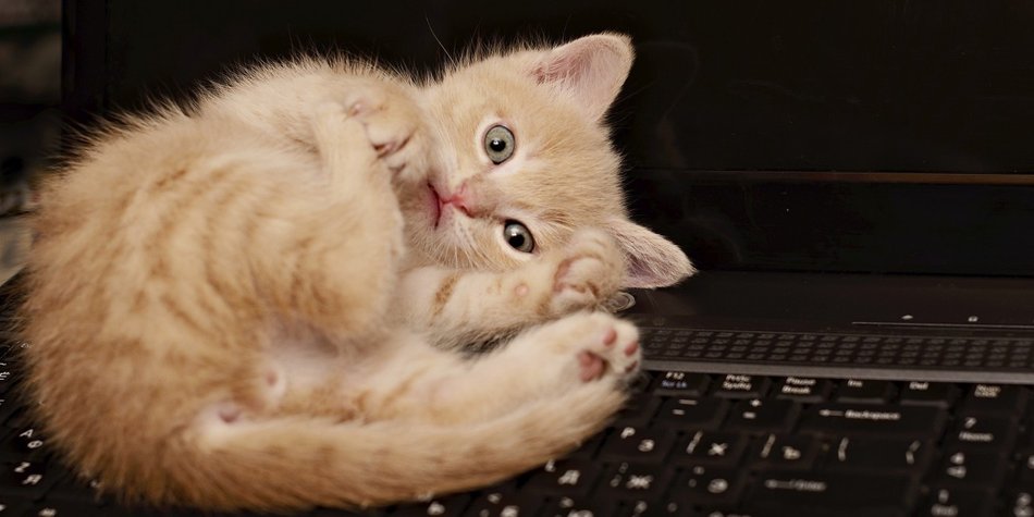 Darum machen Katzenvideos glücklich Darum machen Katzenvideos glücklich
