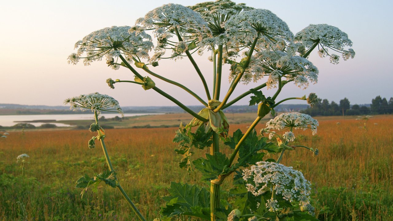 Riesenbärenklau Riesenbärenklau
