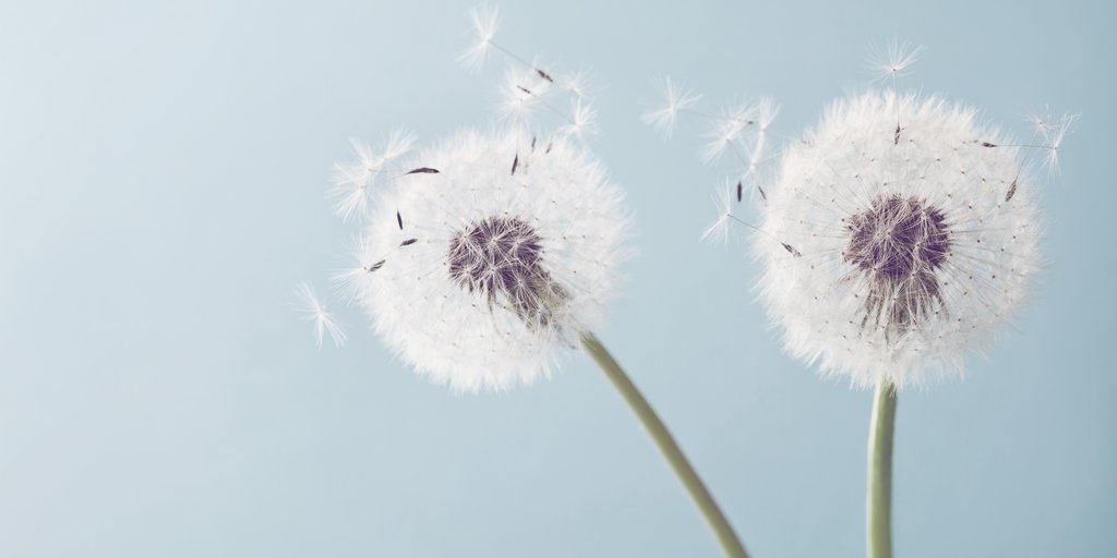 Pusteblumen Pusteblumen
