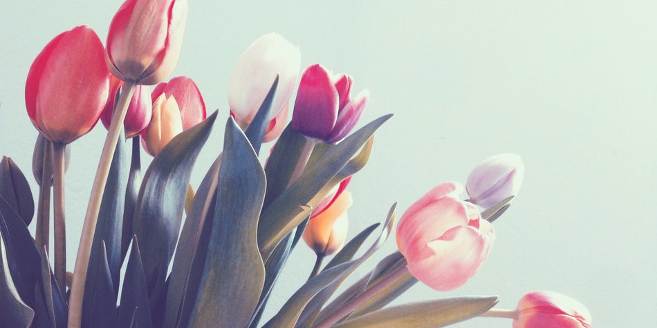 Welche Bedeutung haben Tulpen? Welche Bedeutung haben Tulpen?
