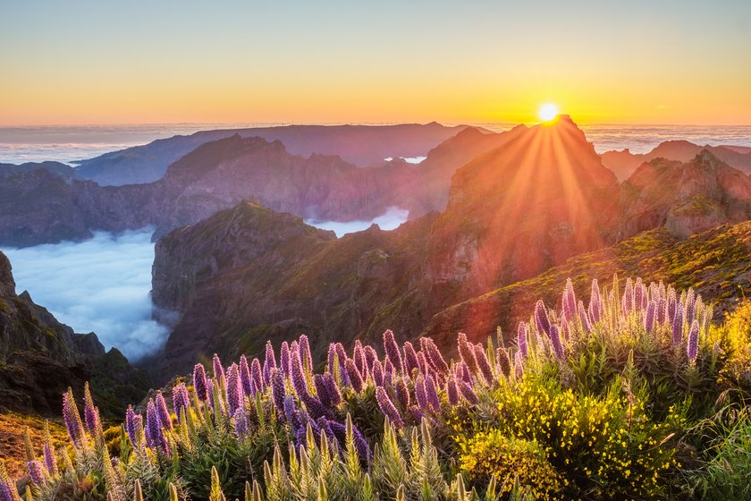 View from Pico do Arieiro of mountains over clouds with Pride of Madeira flowers and blooming Cytisus shrubs on sunset with sunburst. Madeira island, Portugal View from Pico do Arieiro of mountains over clouds with Pride of Madeira flowers and blooming Cytisus shrubs on sunset with sunburst. Madeira island, Portugal