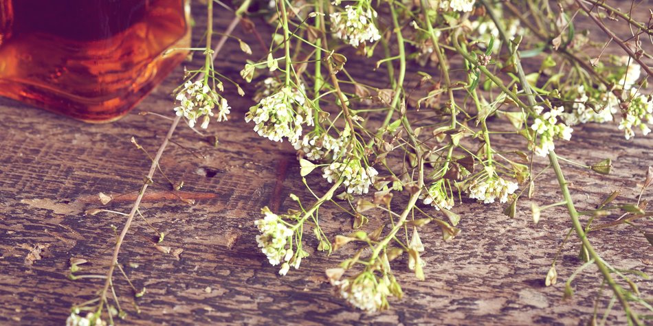 Hirtentäschelkraut: Alles zur Wirkung und Anwendung Hirtentäschelkraut: Alles zur Wirkung und Anwendung