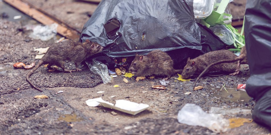 Traumdeutung Ratten: Wieso träume ich vom Nagetier? Traumdeutung Ratten: Wieso träume ich vom Nagetier?