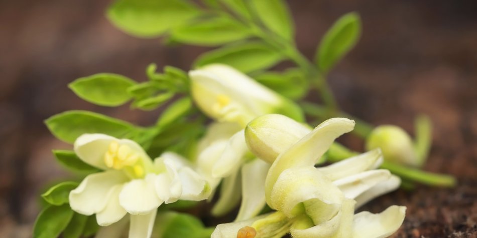 Moringa-Öl: 7 Fakten über das Beauty-Öl Moringa-Öl: 7 Fakten über das Beauty-Öl