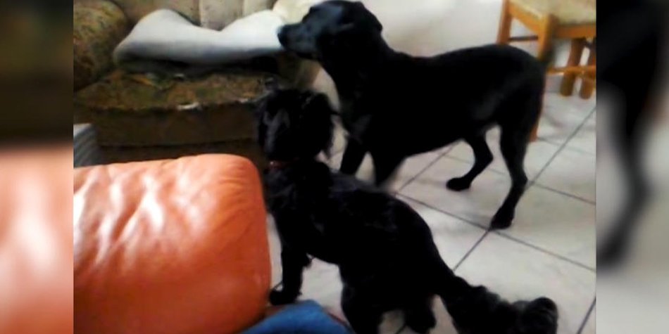 Frau überfuhr absichtlich den Hund eines Kindes Frau überfuhr absichtlich den Hund eines Kindes