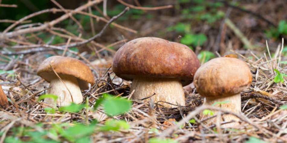 Wie gesund sind Steinpilze eigentlich? Wie gesund sind Steinpilze eigentlich?