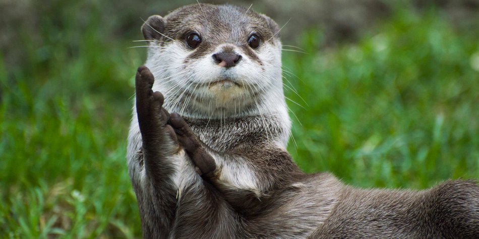 22 niedliche Otter-Tattoos, die du lieben wirst 22 niedliche Otter-Tattoos, die du lieben wirst