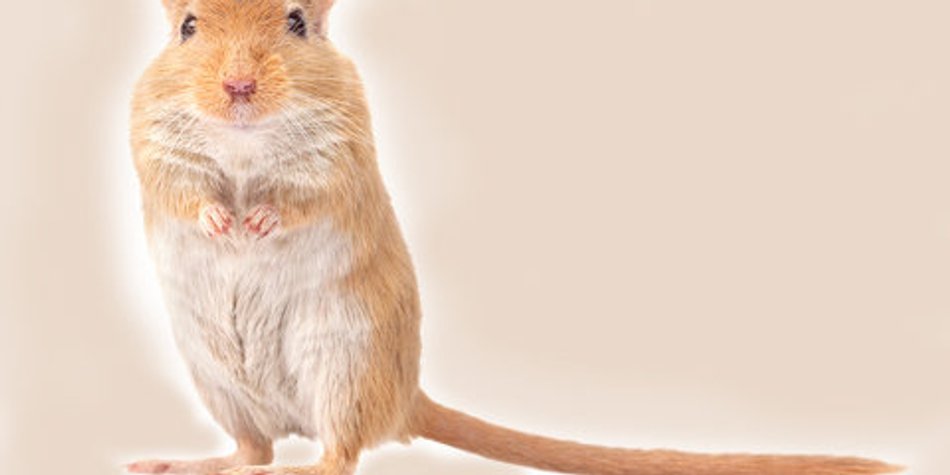 Kosmetik ohne Tierversuche Kosmetik ohne Tierversuche