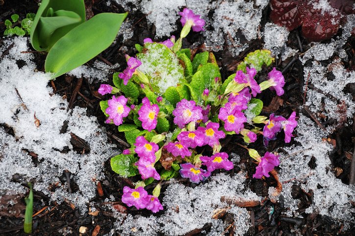 Primeln im Schnee Primeln im Schnee