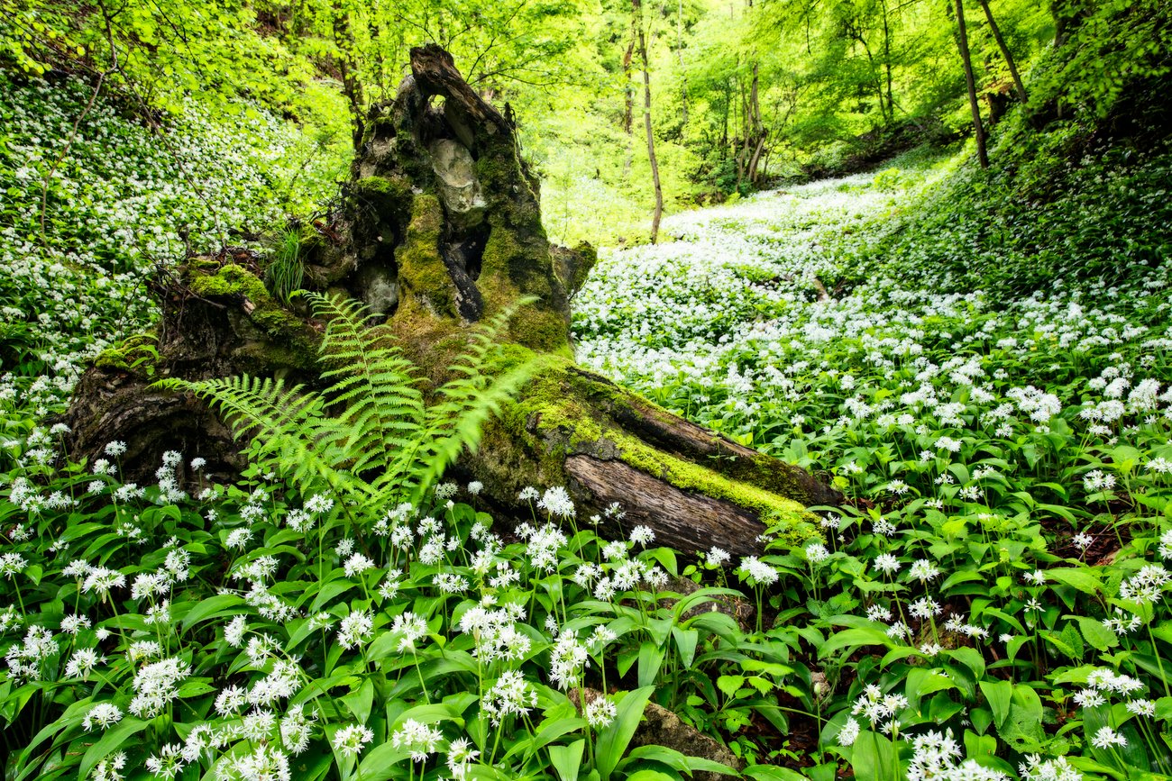 Bärlauchrezepte: Wilder Bärlauch im Wald Bärlauchrezepte: Wilder Bärlauch im Wald