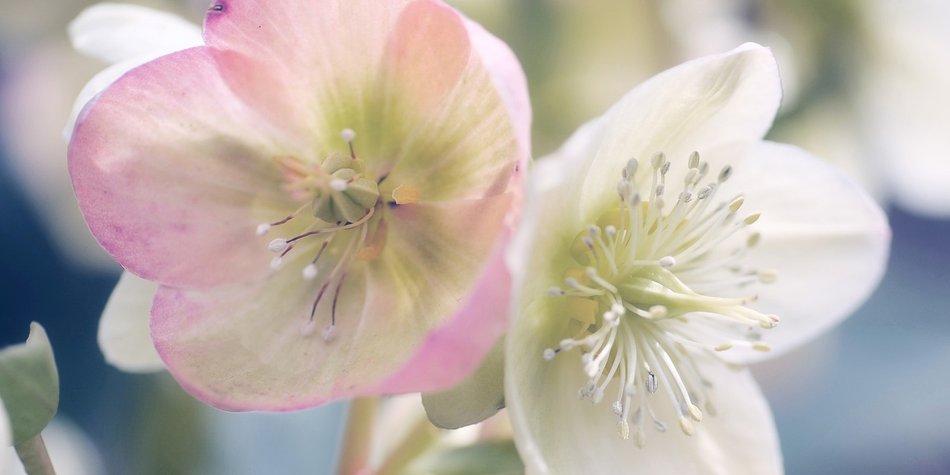 Welche Bedeutung steckt hinter der Christrose? Welche Bedeutung steckt hinter der Christrose?