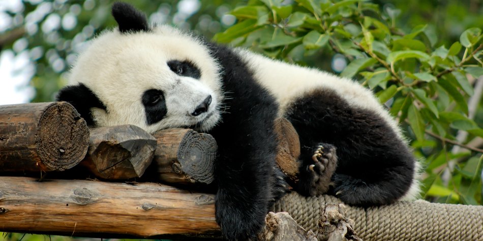 Panda-Syndrom: Ist deine Beziehung betroffen? Panda-Syndrom: Ist deine Beziehung betroffen?