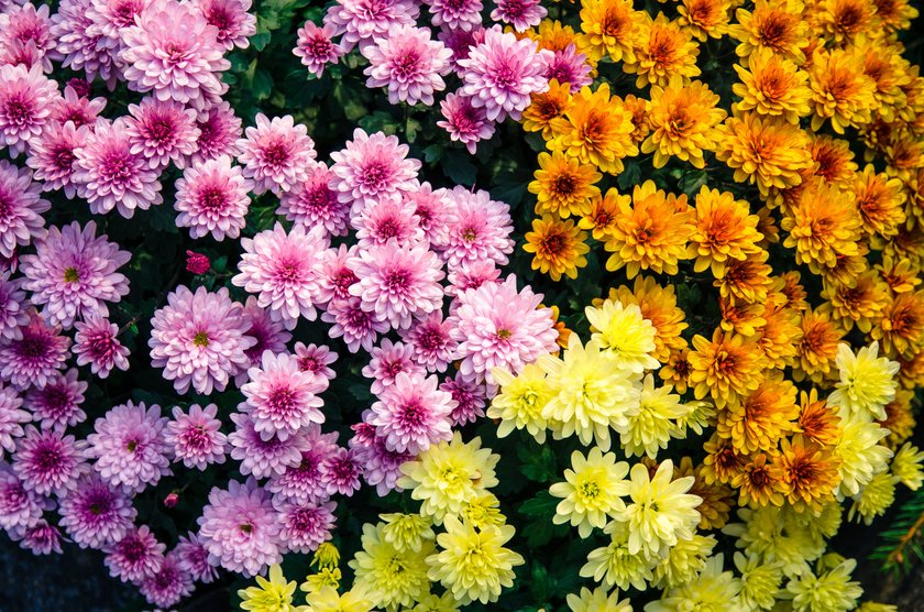 Chrysantheme Chrysantheme