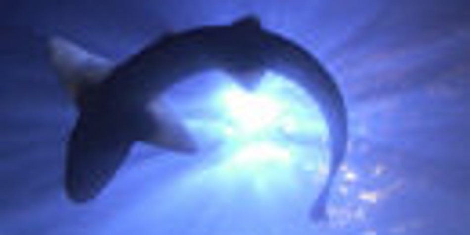 Sealife sucht Babysitter Sealife sucht Babysitter