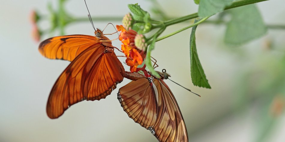 Die Schmetterlingsstellung: So geht sie Die Schmetterlingsstellung: So geht sie