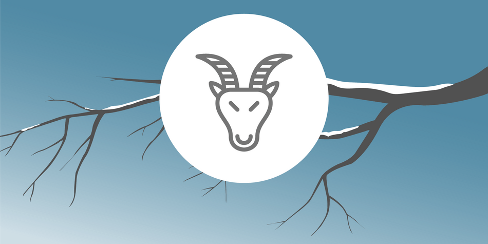 Steinbock Steinbock