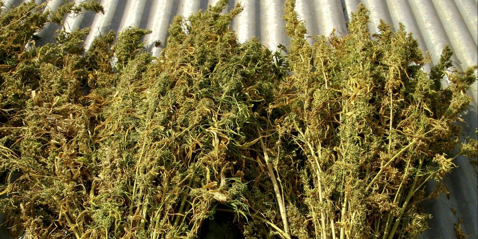 Cannabis-Tampons lindern Menstruationsschmerz Cannabis-Tampons lindern Menstruationsschmerz