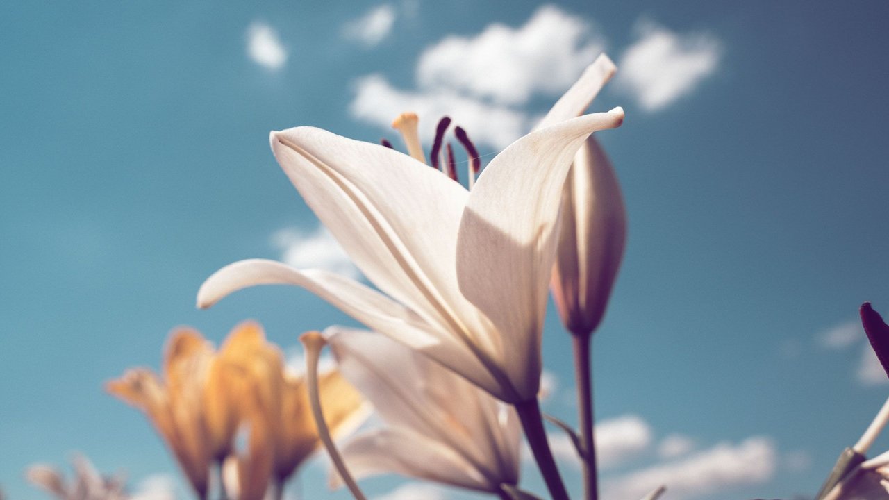 Lilienblüten Lilienblüten