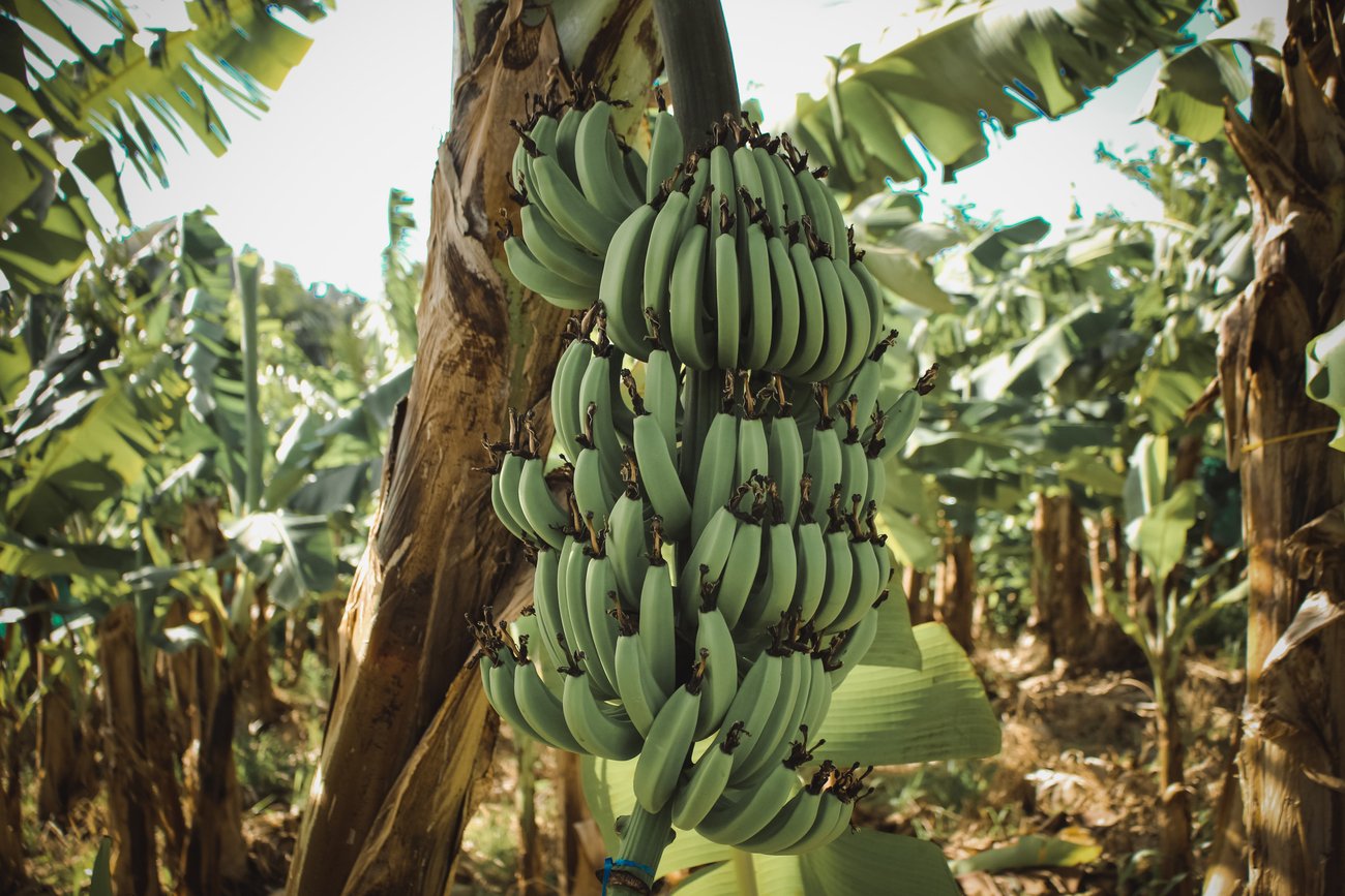 Banane Kalorien: Bananen Banane Kalorien: Bananen