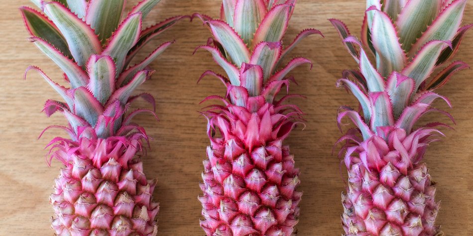 Bald kommt die pinke Ananas auf den Markt! Bald kommt die pinke Ananas auf den Markt!