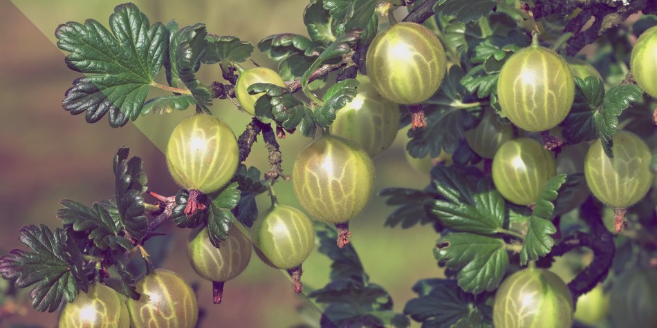 Wie gesund sind Stachelbeeren? Wie gesund sind Stachelbeeren?
