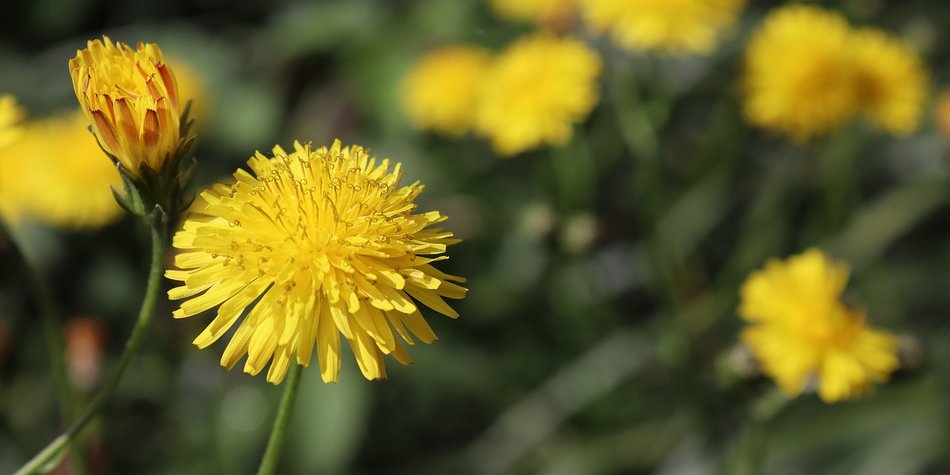 Löwenzahn entfernen: Tipps, um das Unkraut loszuwerden Löwenzahn entfernen: Tipps, um das Unkraut loszuwerden