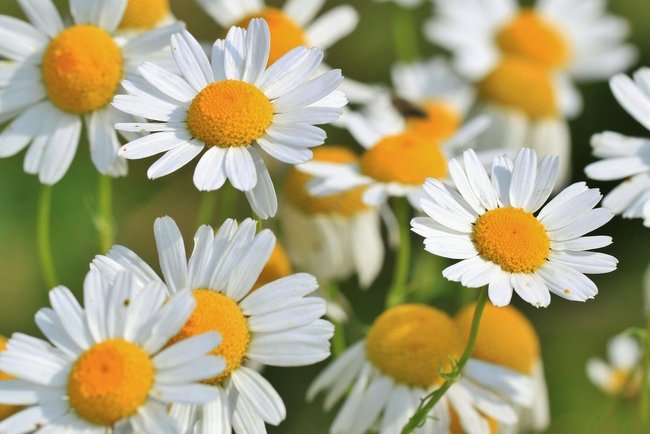 weiße Blüten der Kamillenblume weiße Blüten der Kamillenblume