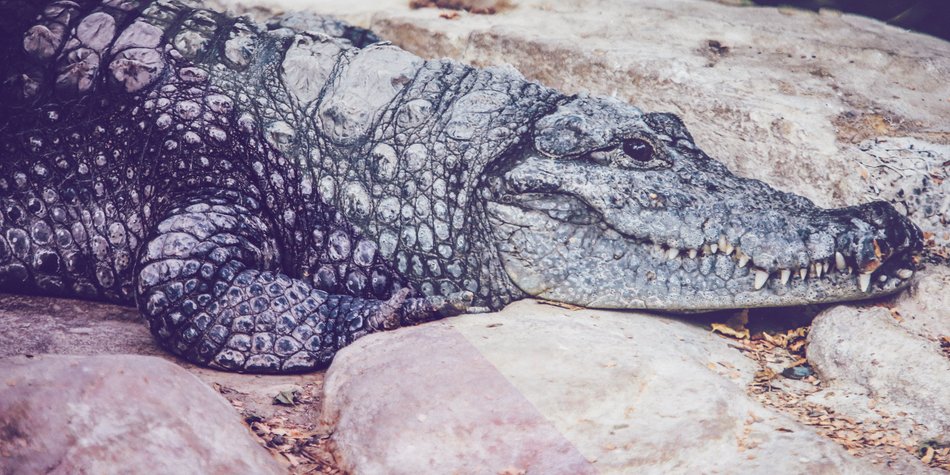 Was bedeutet ein Traum von einem Krokodil? Was bedeutet ein Traum von einem Krokodil?