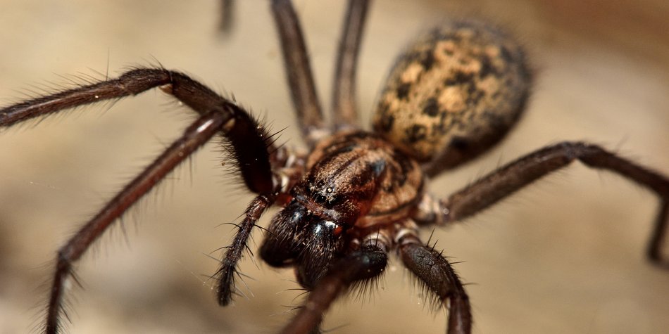 Aufgepasst! Hauswinkelspinne krabbelt jetzt in deutsche Wohnungen Aufgepasst! Hauswinkelspinne krabbelt jetzt in deutsche Wohnungen
