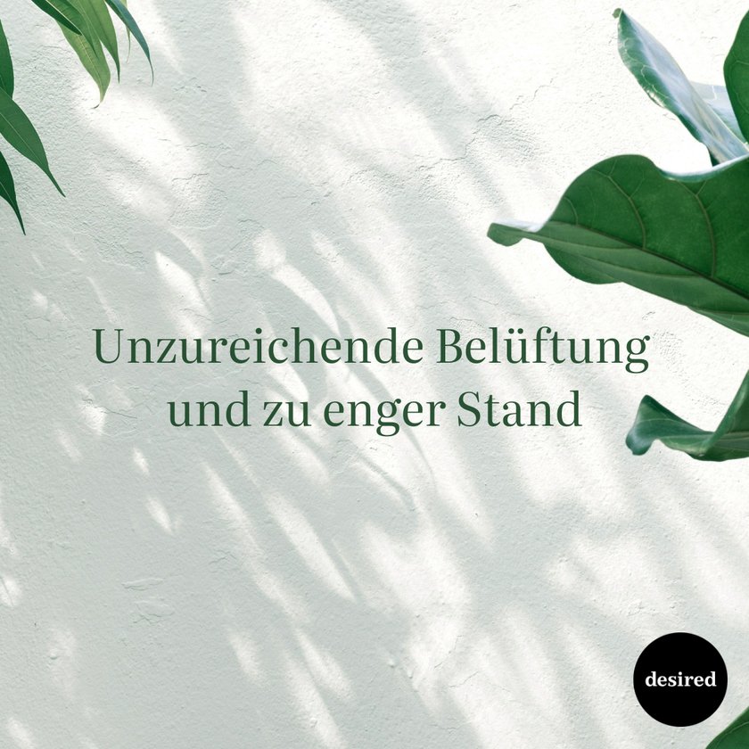 Fehler beim Überwintern von Kübelpflanzen Fehler beim Überwintern von Kübelpflanzen