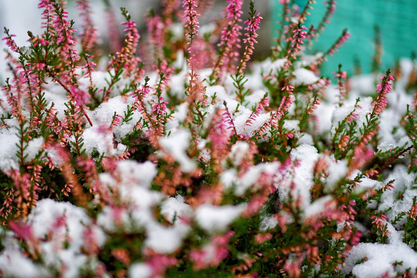 Winterheide Winterheide