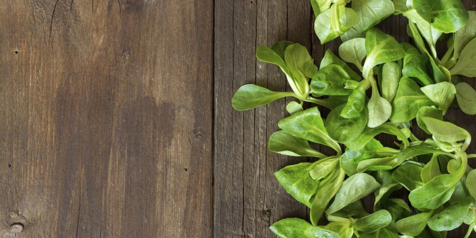 Feldsalat: Grünes im Winter! Feldsalat: Grünes im Winter!