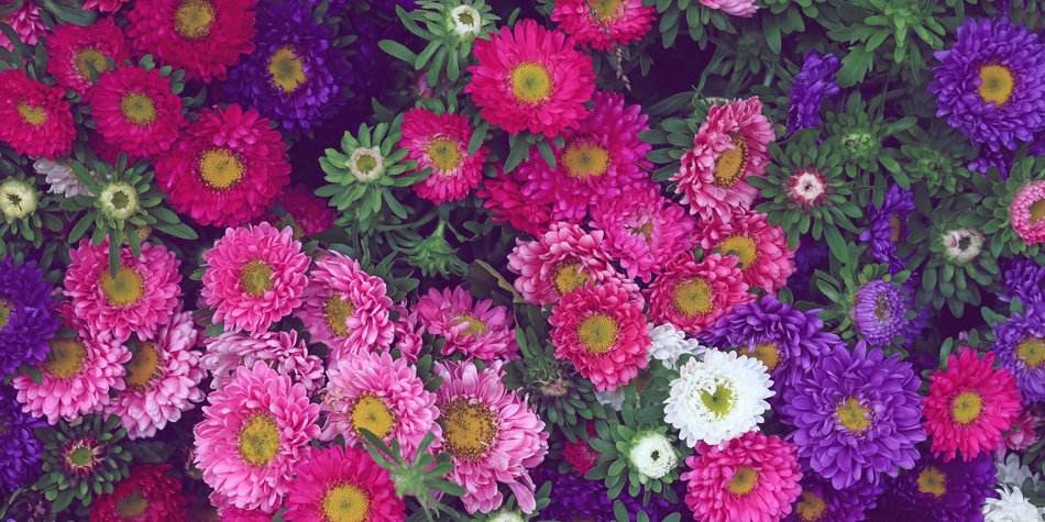Aster: Das ist die Bedeutung der Herbstblume! Aster: Das ist die Bedeutung der Herbstblume!