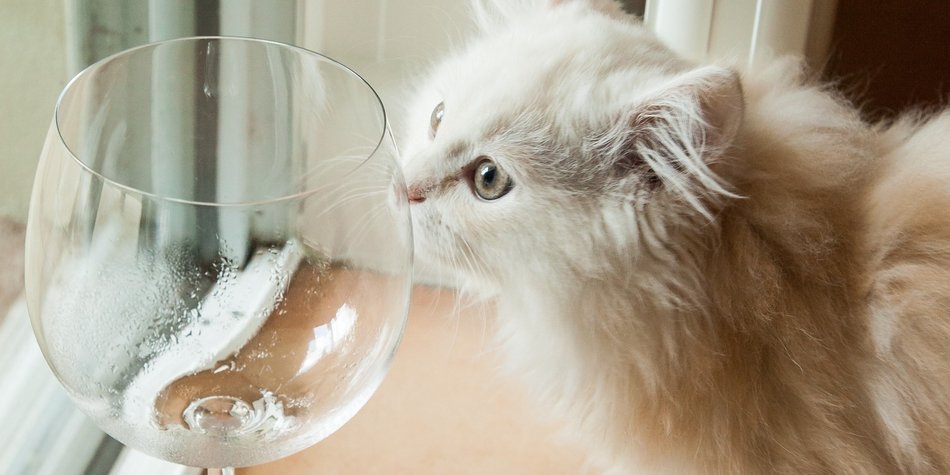 Es gibt jetzt Wein für Katzen Es gibt jetzt Wein für Katzen