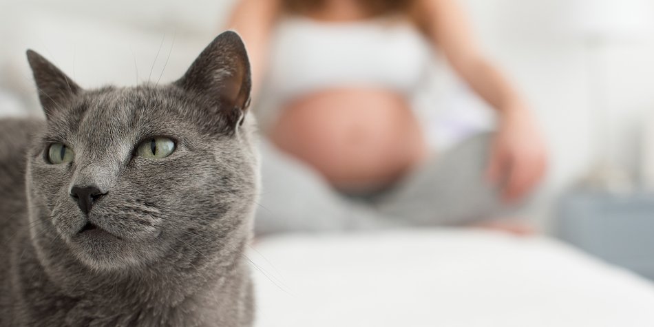 Toxoplasmose in der Schwangerschaft: Wie gefährlich ist sie? Toxoplasmose in der Schwangerschaft: Wie gefährlich ist sie?