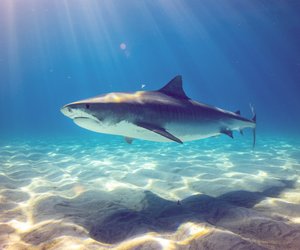 Gibt es Haie auf Kreta? Das müssen Urlauber wissen