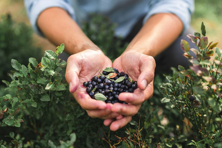 Beeren pflücken
