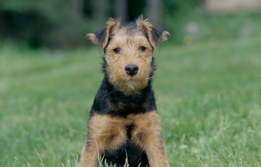 Ein kleiner Walsh Terrier sitzt auf grünem Rasen und schaut in die Kamera.